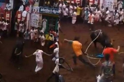Madurai Alanganallur Jallikattu Kaalai viral video