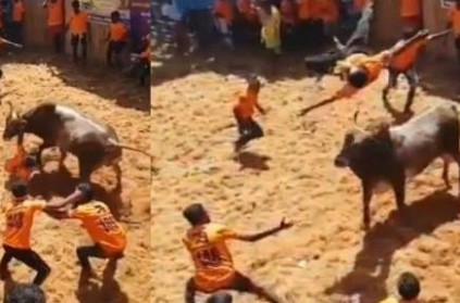 Madurai : Jallikattu Bull strips Tamer of his Shorts Video goes Viral