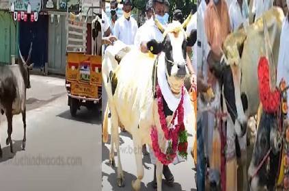 madurai palamedu cow brought back to bull emotional love story