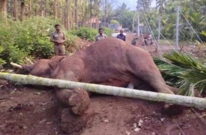 male elephant death in coimbatore due to electrocution