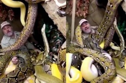 Man sits mid snakes surrounded bunch of them fall on him VideoViral