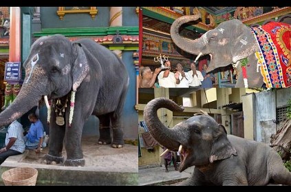 Manakula Vinayagar Temple Elephant Lakshmi Memorial