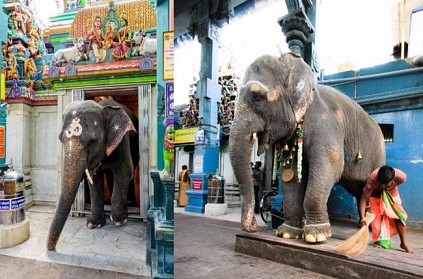 Manakula Vinayagar Temple Elephant Lakshmi passed away