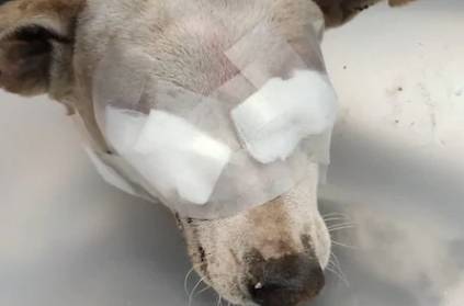 mentally ill person attacked by street dog and lost sight