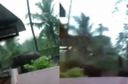 neighbours captures video of Elephant attacking 2 women in coimbatore