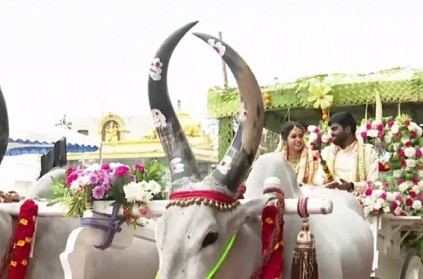 Newly wed groom take bride in bullock cart after marriage