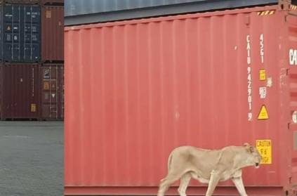 News of Lion Walking in Chennai Kattupalli Harbour is Fake