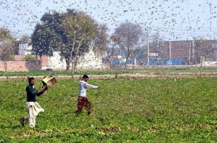 Nilgiris Collector talks about Swarm Locust Attack