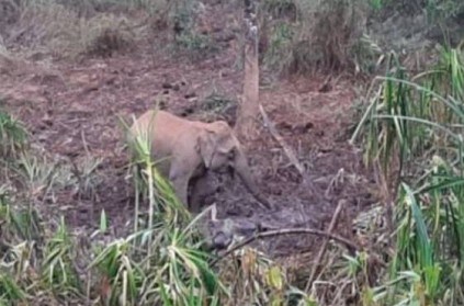 Nilgiris forest officials speaks about elephant calf dead near Gudalur