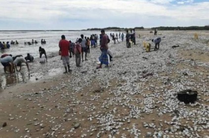 Nivar cyclone: Shellfish on the beach near Cuddalore