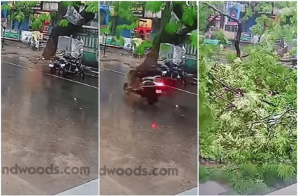 Old Tree falls in Chennai due to Heavy rain video
