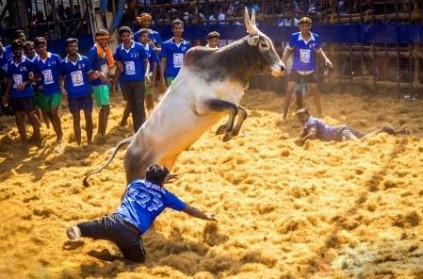 Only 21 year old players can compete in the Jallikattu