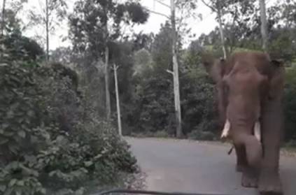 people afraid of padayapa elephant which rounds in munar