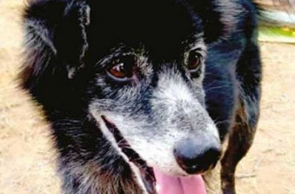Pet Dog missing near Vandavasi, Recovered a few days later