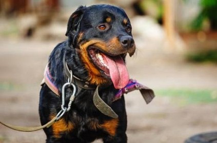 12 year old girl attacked by rottweiler dog in chennai