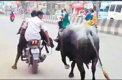 Buffalo follows calf in Chennai roads, viral picture
