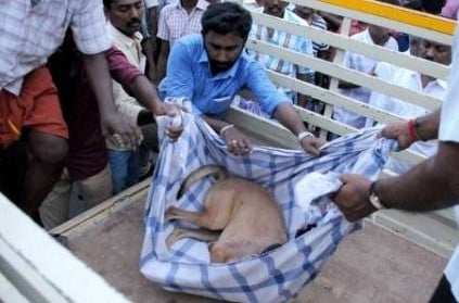 Man shoots a Street Dog, Entire Are people Cried for that
