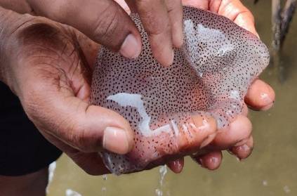 poisonous jellyfish were found in the Thiruchendur beach
