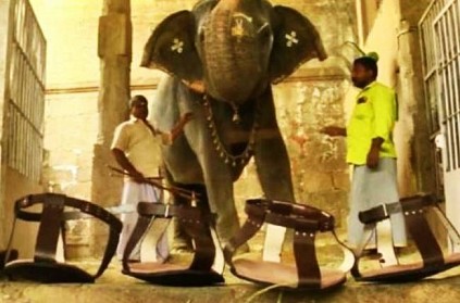 puducherry lakshmi nellaiappar gandhimath elephant talks