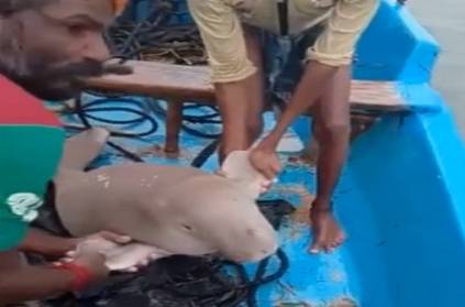 Pudukottai rescued sea cow net spread by the fishermen