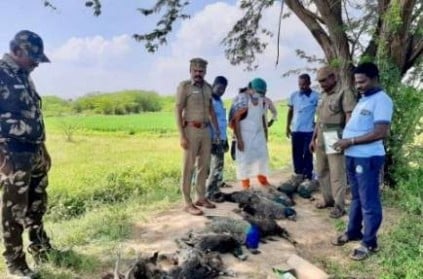 Ramanathapuram: Farmer Arrested for Poisoning Peacocks