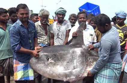 Rare sunfish found in pamban fishermen net
