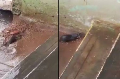 Rat rescues it babies in heavy rain heart melting videoviral