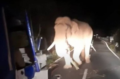 road riders chases and threatens forest elephant in muthumalai