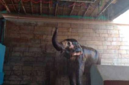 rs 1 lakh worth shower for trichy elephant To Tolerate heat