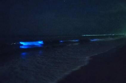 Sea Sparkles Seen At Chennai Beaches video goes viral
