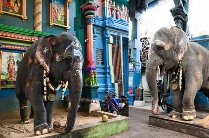 Significance of Manakula Vinayagar Temple Elephant Lakshmi