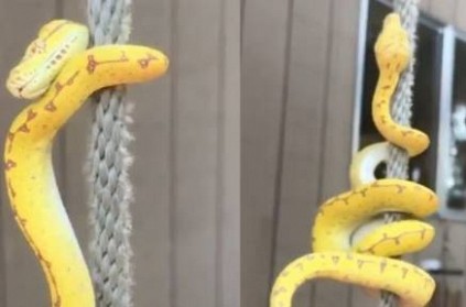 Snake Climbing a Rope, Video Goes Viral on Social Media