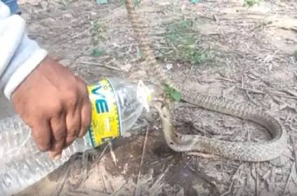 snake drank a bottle of water due to the impact of the sun