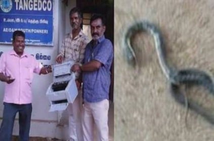 Snake enters into tangedco office printer in thiruvallur