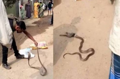Snake swallow cat in Coimbatore video goes viral on social media