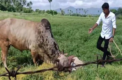 Son saves Father\'s life from attacking bull in Dindigul