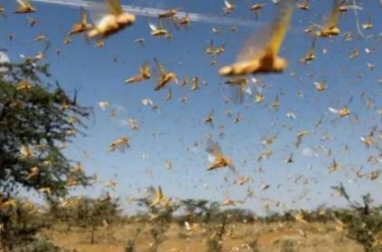 Tamil Nadu farmers fear locusts invading cotton blossoms