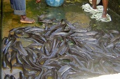 Tamilnadu : African Catfish will cause to Cancer, doctor explained
