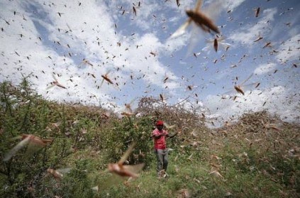 TamilNadu Agriculture department explain about desert locust attack