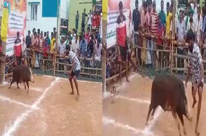 theni pig taming sport part of tamil culture like jallikattu history