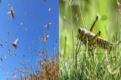thenkasi farmers panic as grasshoppers invade farm lands