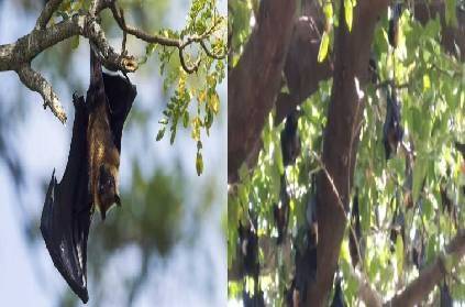 thousands of bats live in a banyan tree near vathalagundu