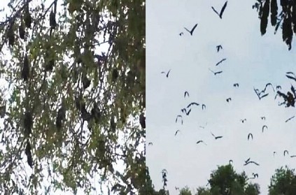 Thousands of bats round up near Rasipuram village in Namakkal