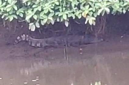 Three Crocodile roaming in Nagai River, public fear