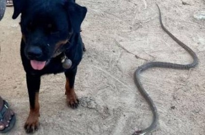 TN dog fights with snake and saves his owners family