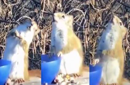 usa minnesota squirrel gets drunk on pears viral video surfaces