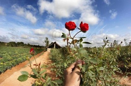 Valentine\'s Day boost for Hosur roses, 2 crore roses exports