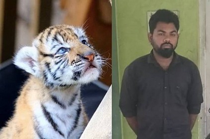 vellore youth status about tiger cub for sale police take action