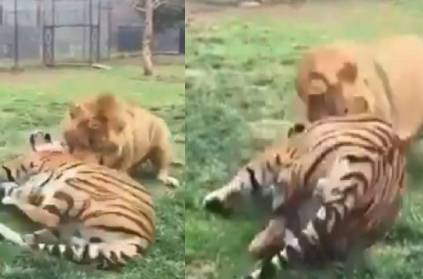 Video Lion Pounces On Tiger You Guess Who Win This Fight