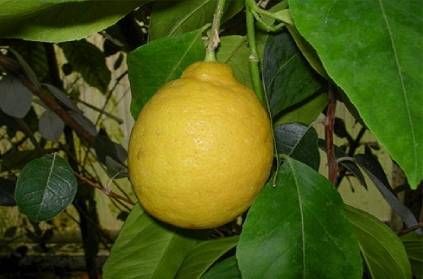 Villupuram temple festival A lemon auctioned for Rs 59,000.